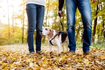 Couple Walking Their Dog in the Woods During the Fall